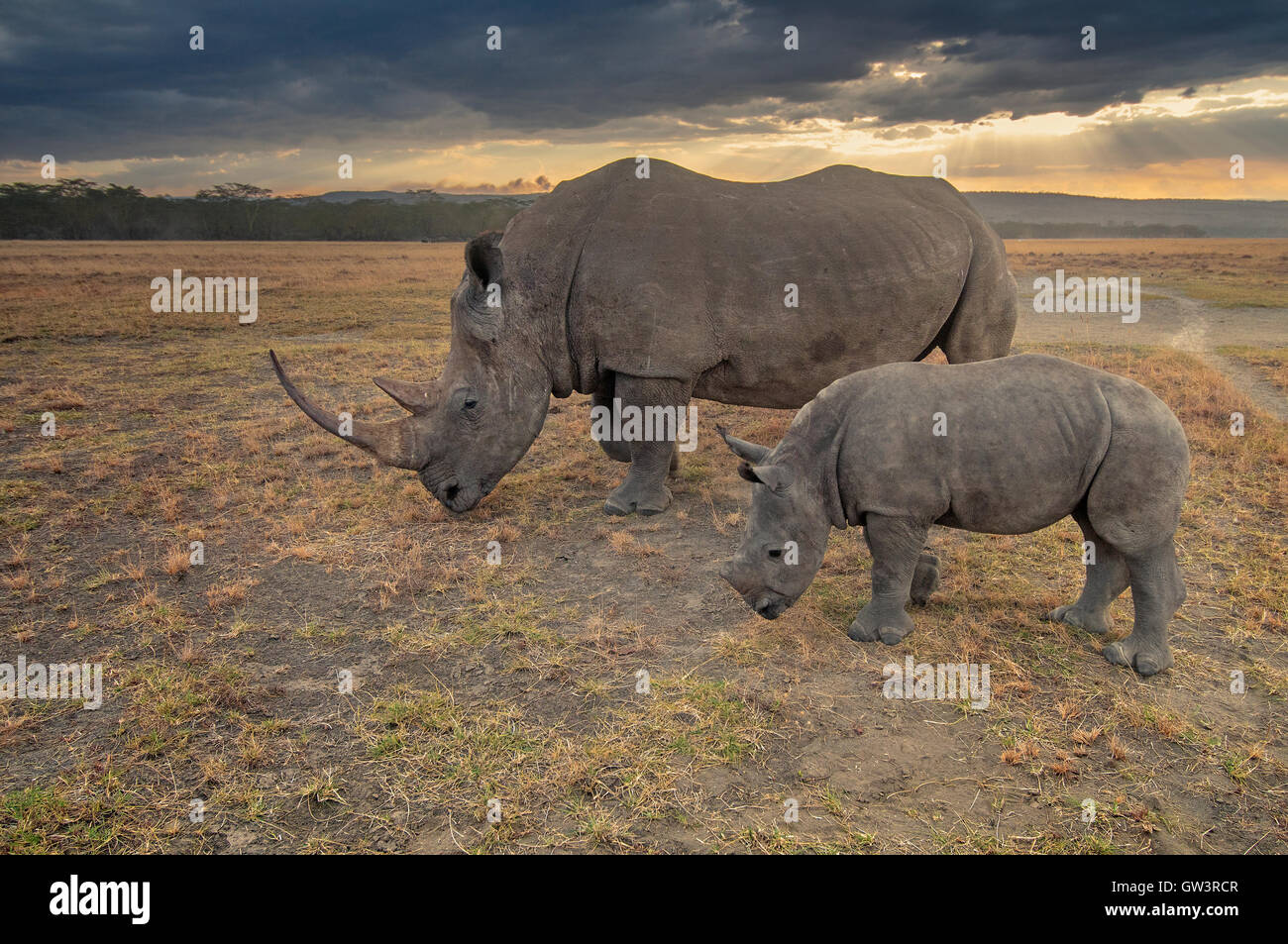 Rhino et bébé Banque D'Images