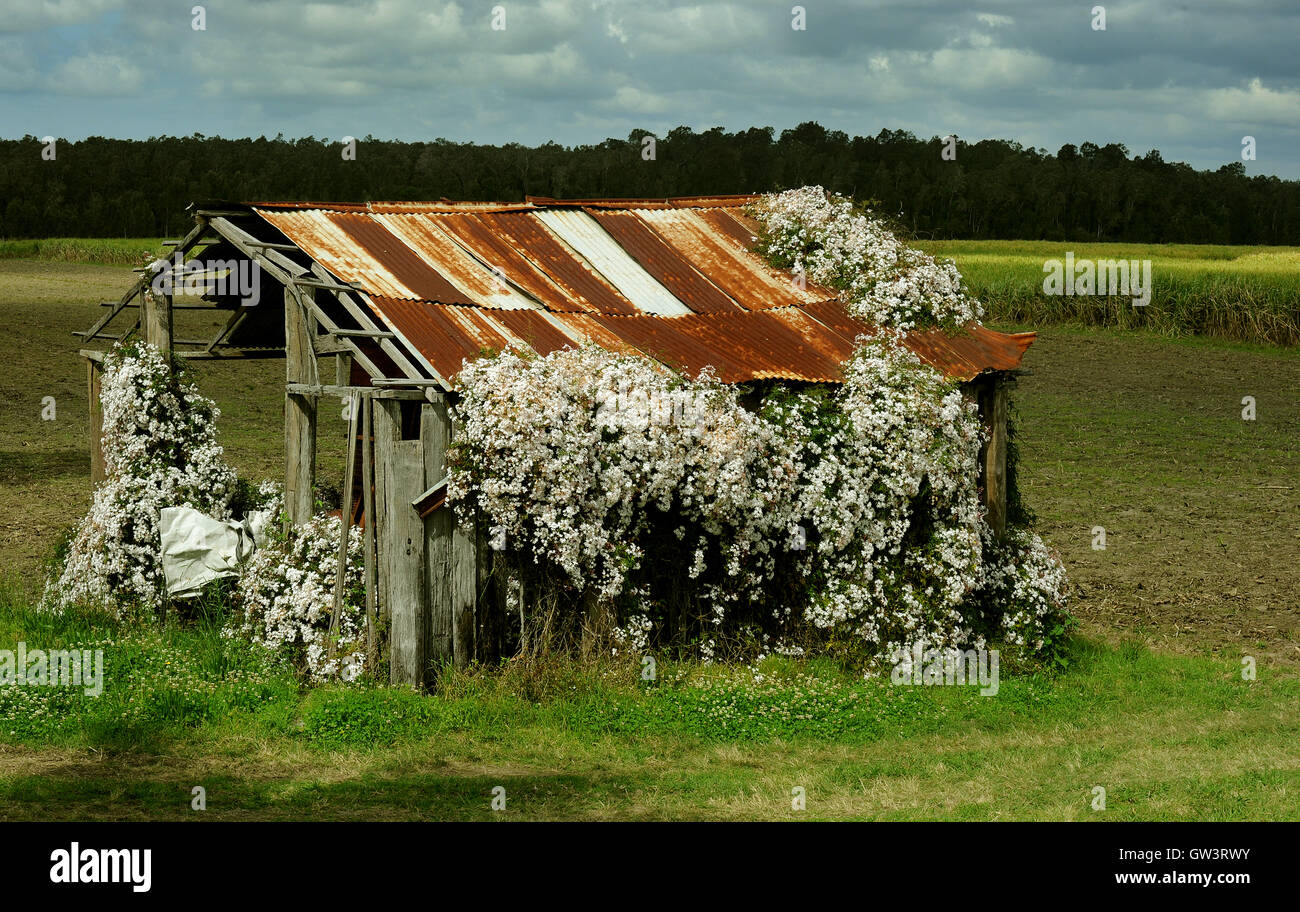 Une vieille machine shed couverts de fleurs de jasmin dans l'historique des champs de canne à sucre du nord du NSW Australie Banque D'Images