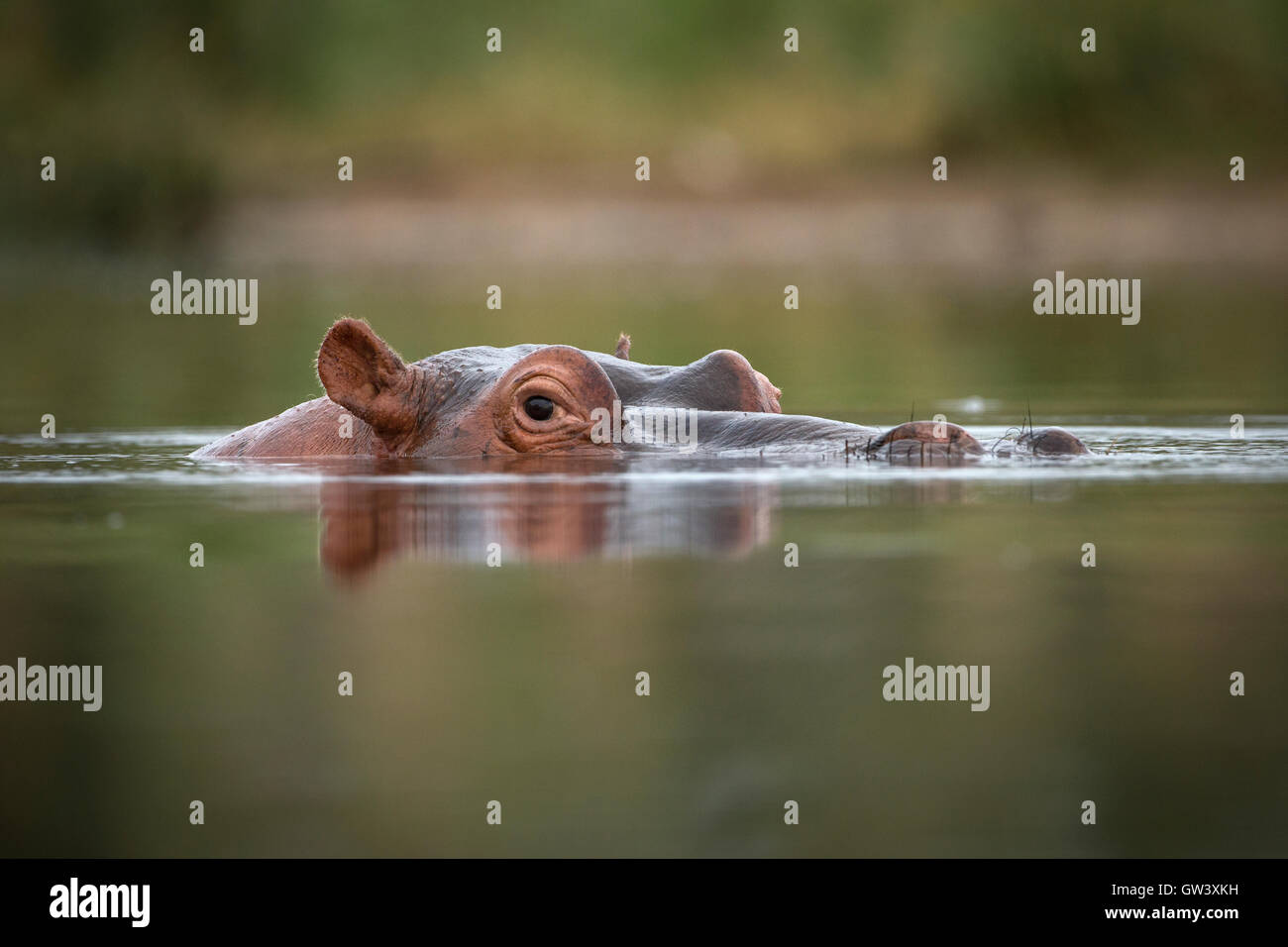 Un hippopotame dans le fleuve Biyamiti, Kruger National Park, Afrique du Sud. Banque D'Images