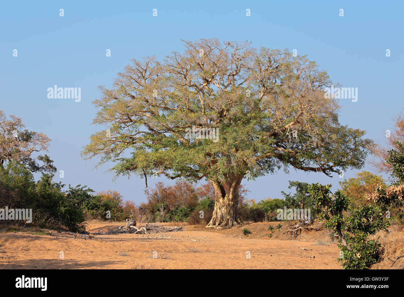 Sauvage d'Afrique grand figuier (Ficus spp.), Kruger National Park, Afrique du Sud Banque D'Images