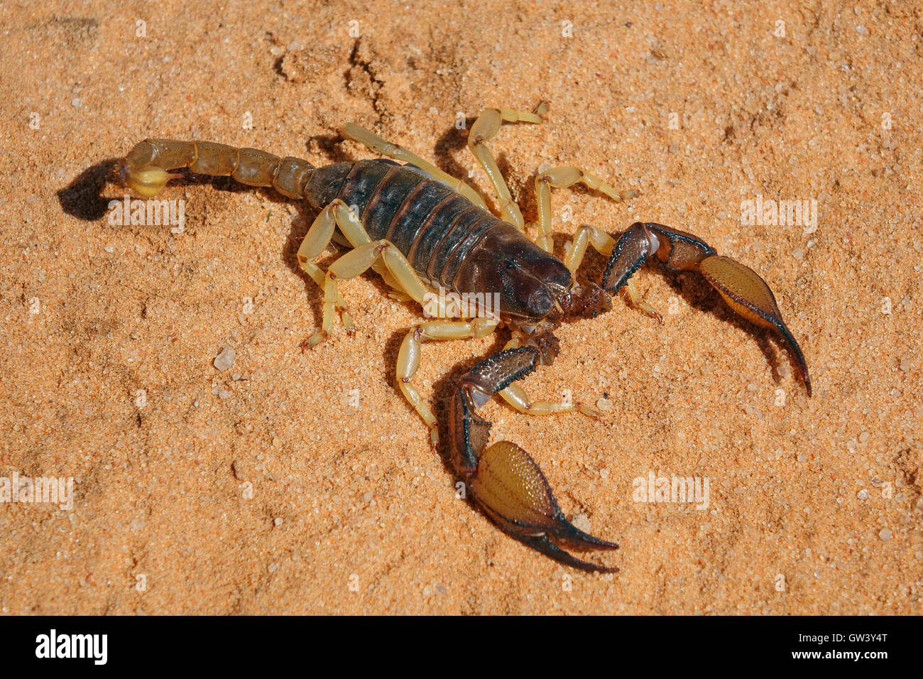 Un scorpion venimeux (Parabuthus spp.), désert du Kalahari, Afrique du Sud Banque D'Images