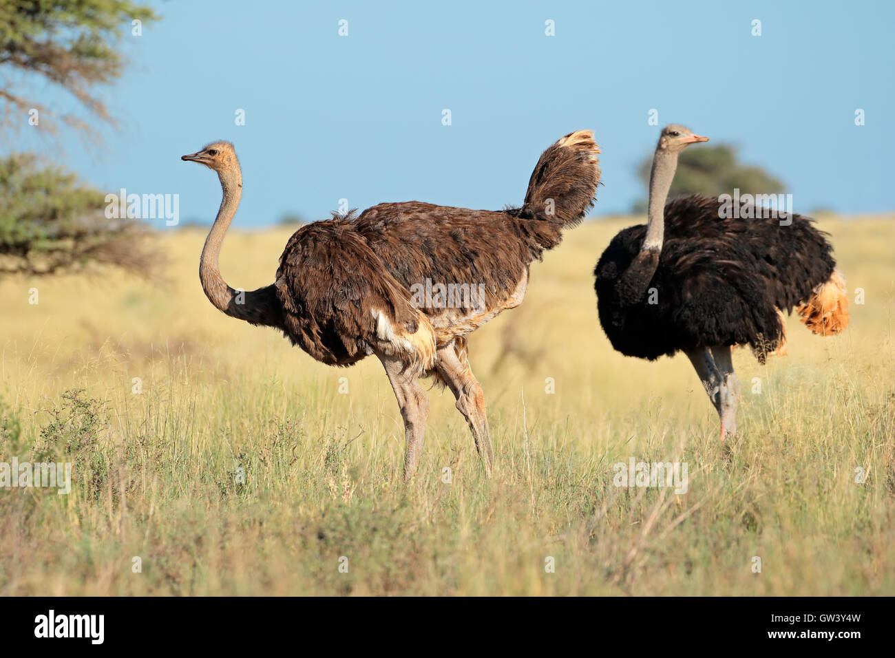 Deux autruches (Struthio camelus) dans le Parc National Naturel, Mokala, Afrique du Sud Banque D'Images