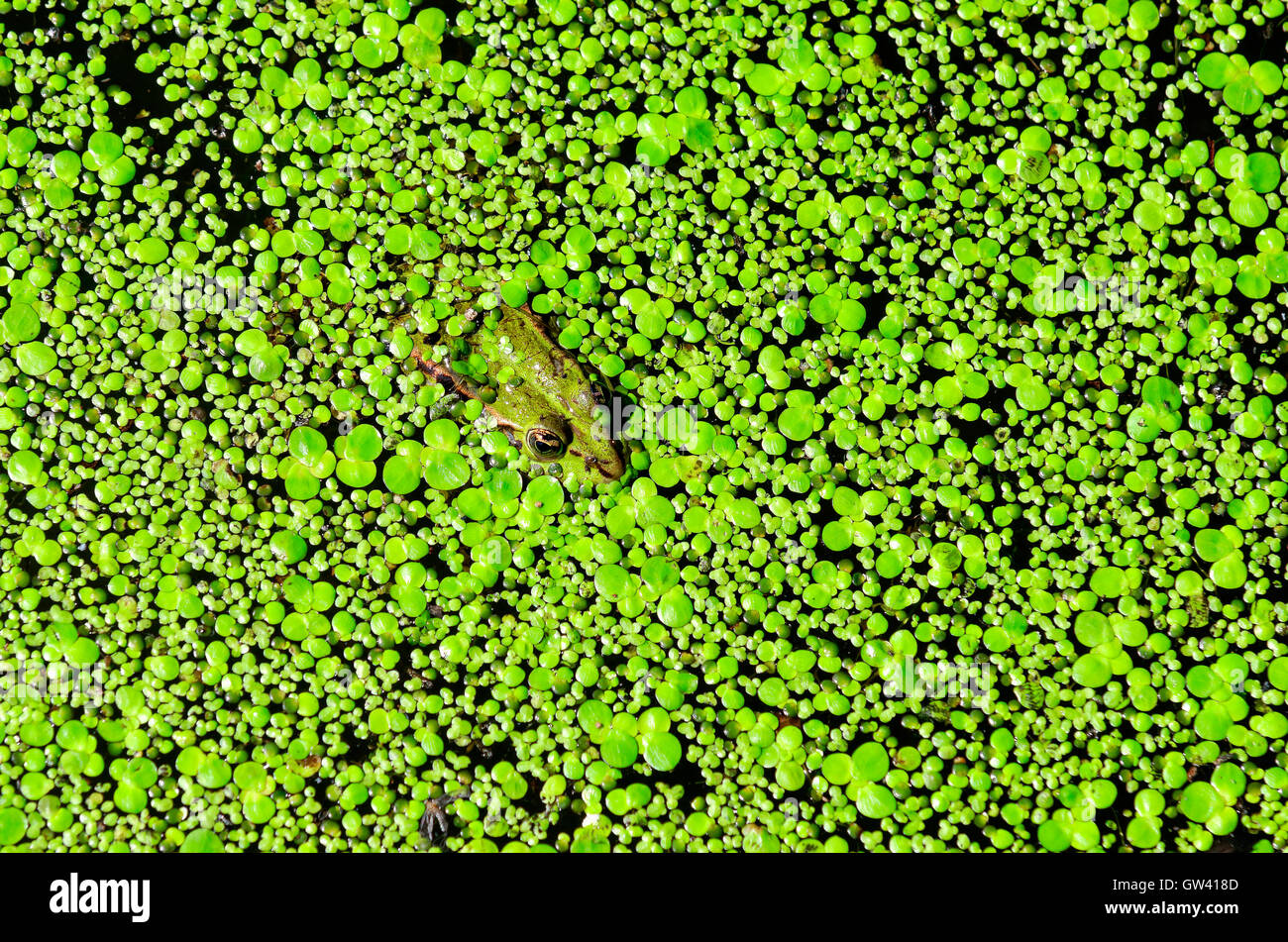 grenouille verte Banque D'Images