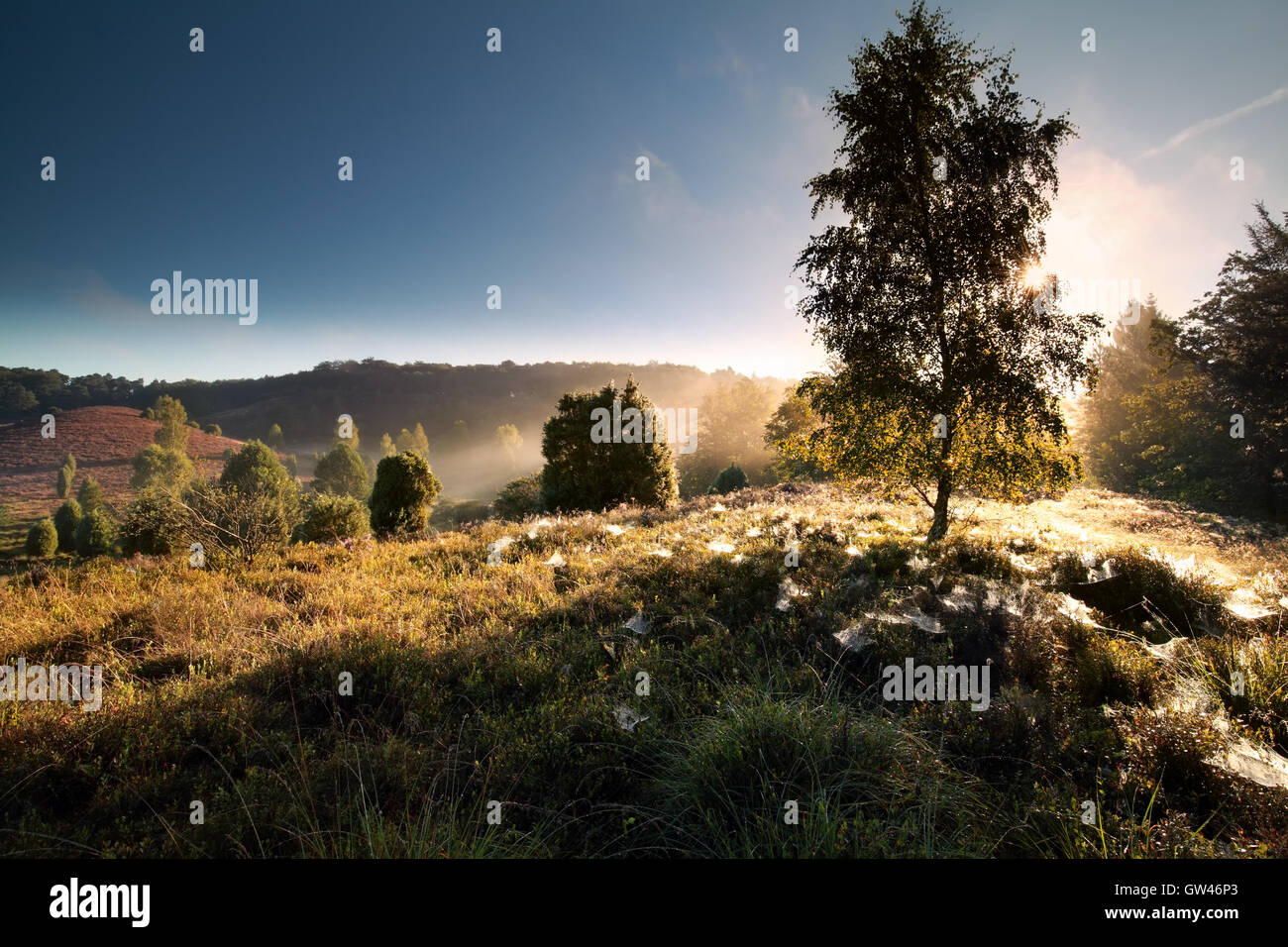 Bouleau, spidernets Totengrund au lever du soleil, Misty, Luneburger Heide, Allemagne Banque D'Images