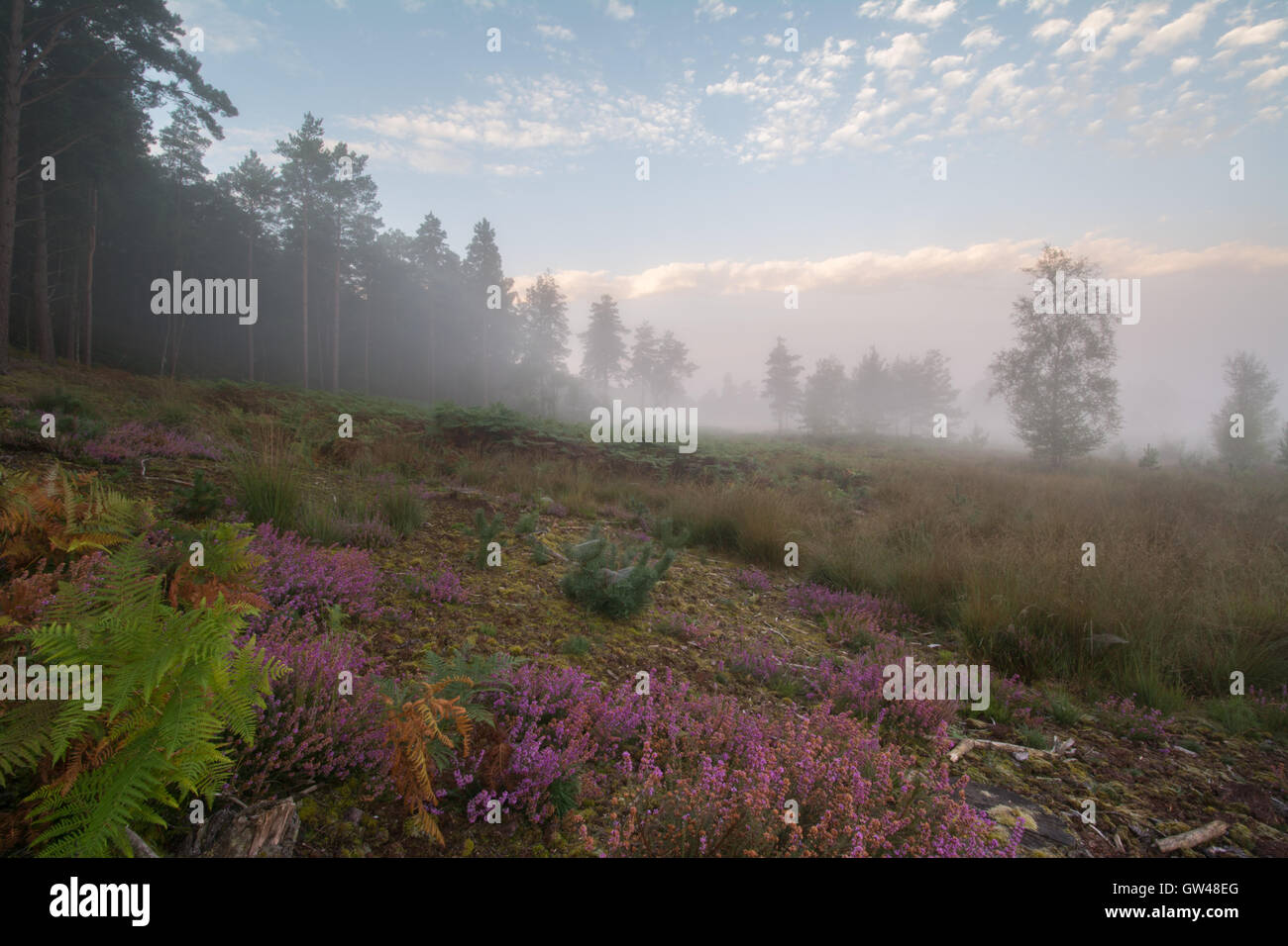 Tôt le matin, Misty vue paysage avec Heather colorés à Frensham clignote à Surrey, Angleterre Banque D'Images