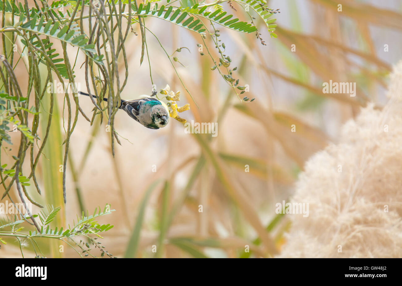 Vallée du Nil soleil oiseau dans le désert de l'égypte , Banque D'Images