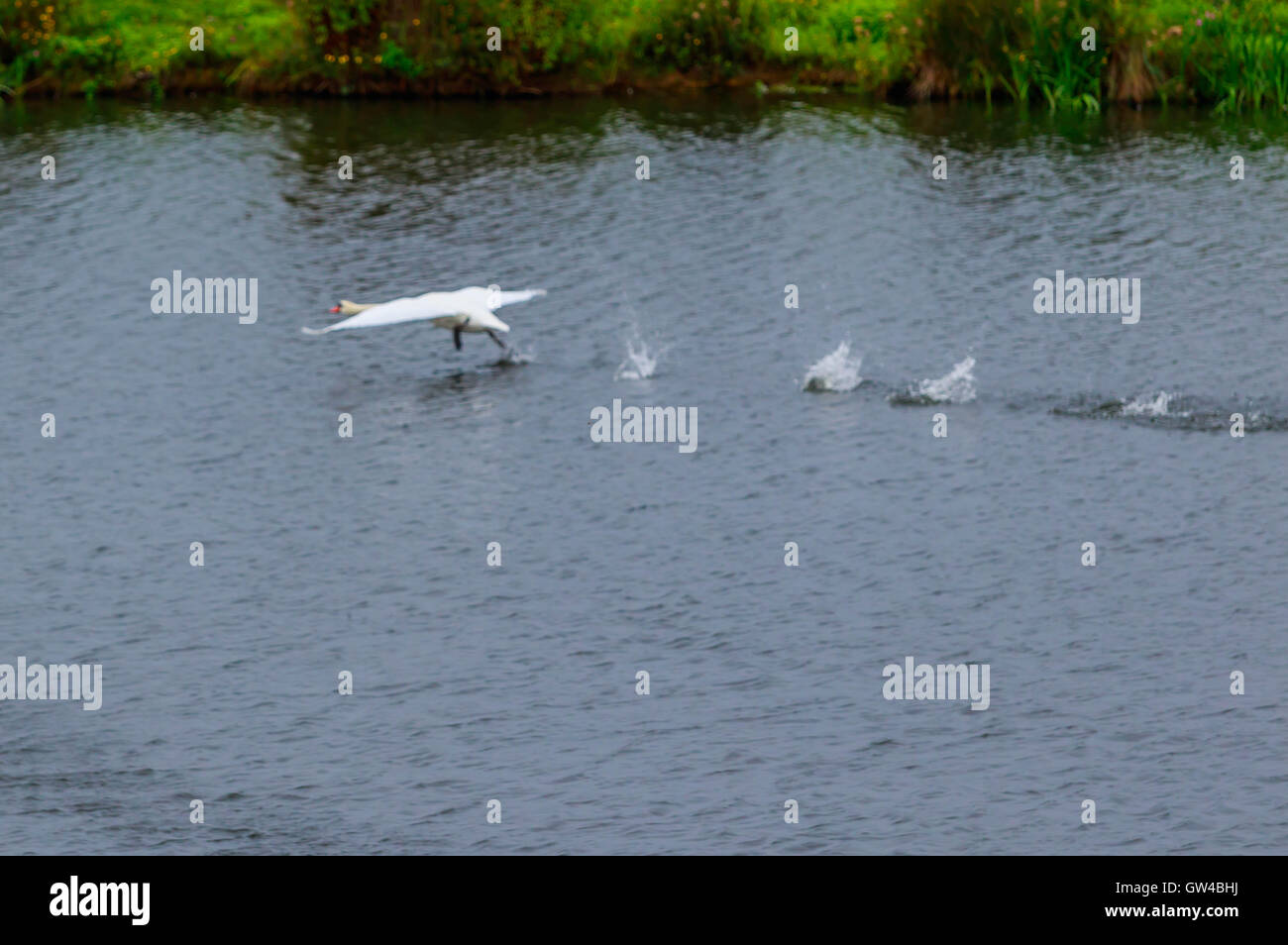 Une paire de cygnes à combattre et que l'atterrissage sur un lac. Banque D'Images