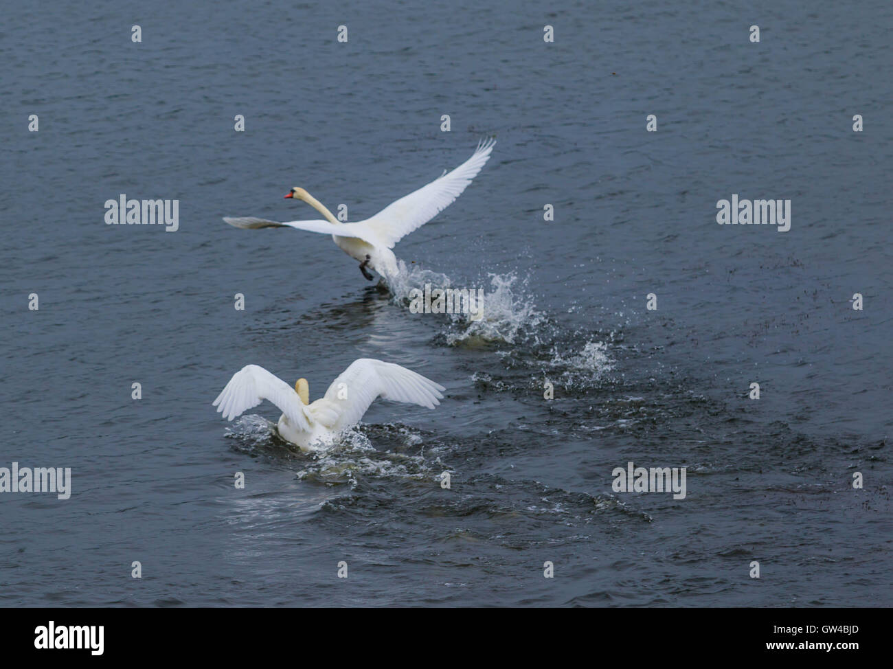 Une paire de cygnes à combattre et que l'atterrissage sur un lac. Banque D'Images