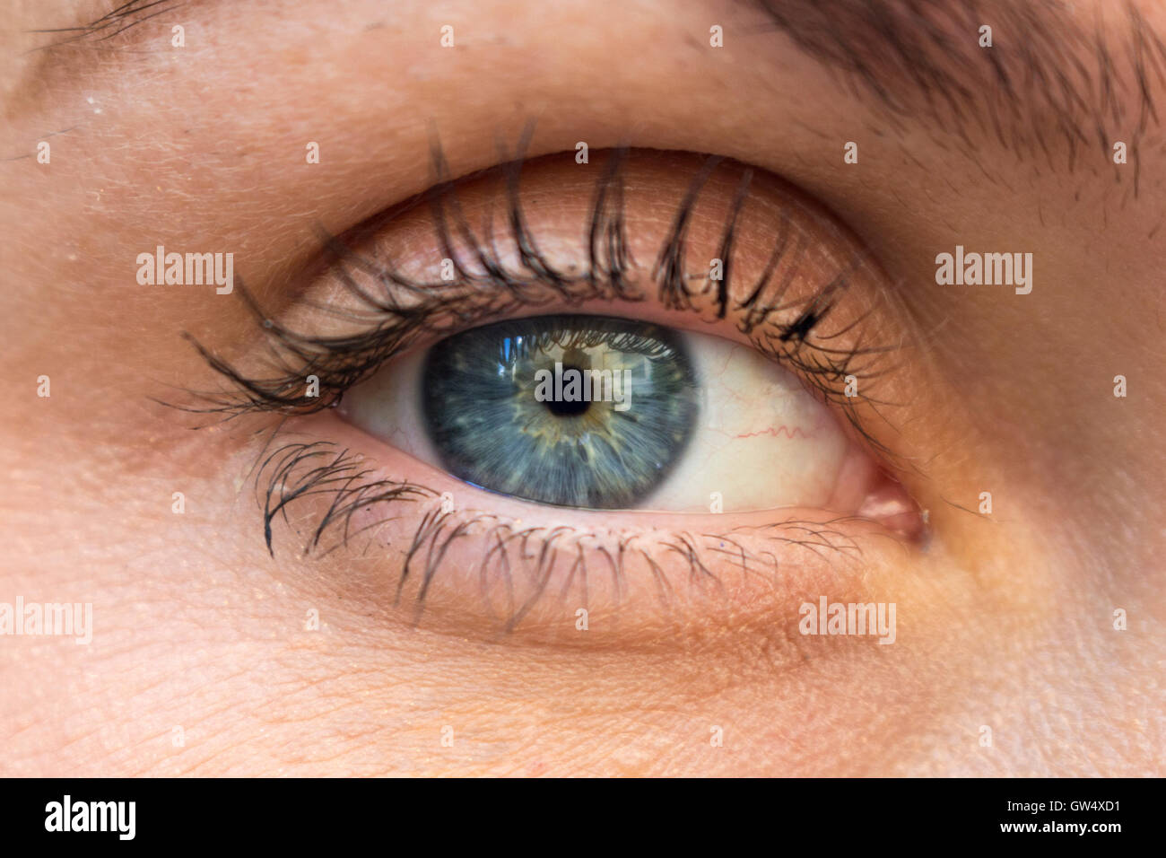 Woman's Blue Eye Close Up Banque D'Images