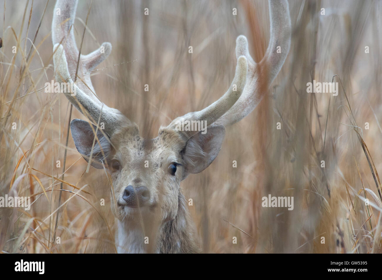 Un Chital ou spotted deer Stag (Axis axis) dans les hautes herbes du Parc national de Rajaji, Uttarakhand, Inde Banque D'Images