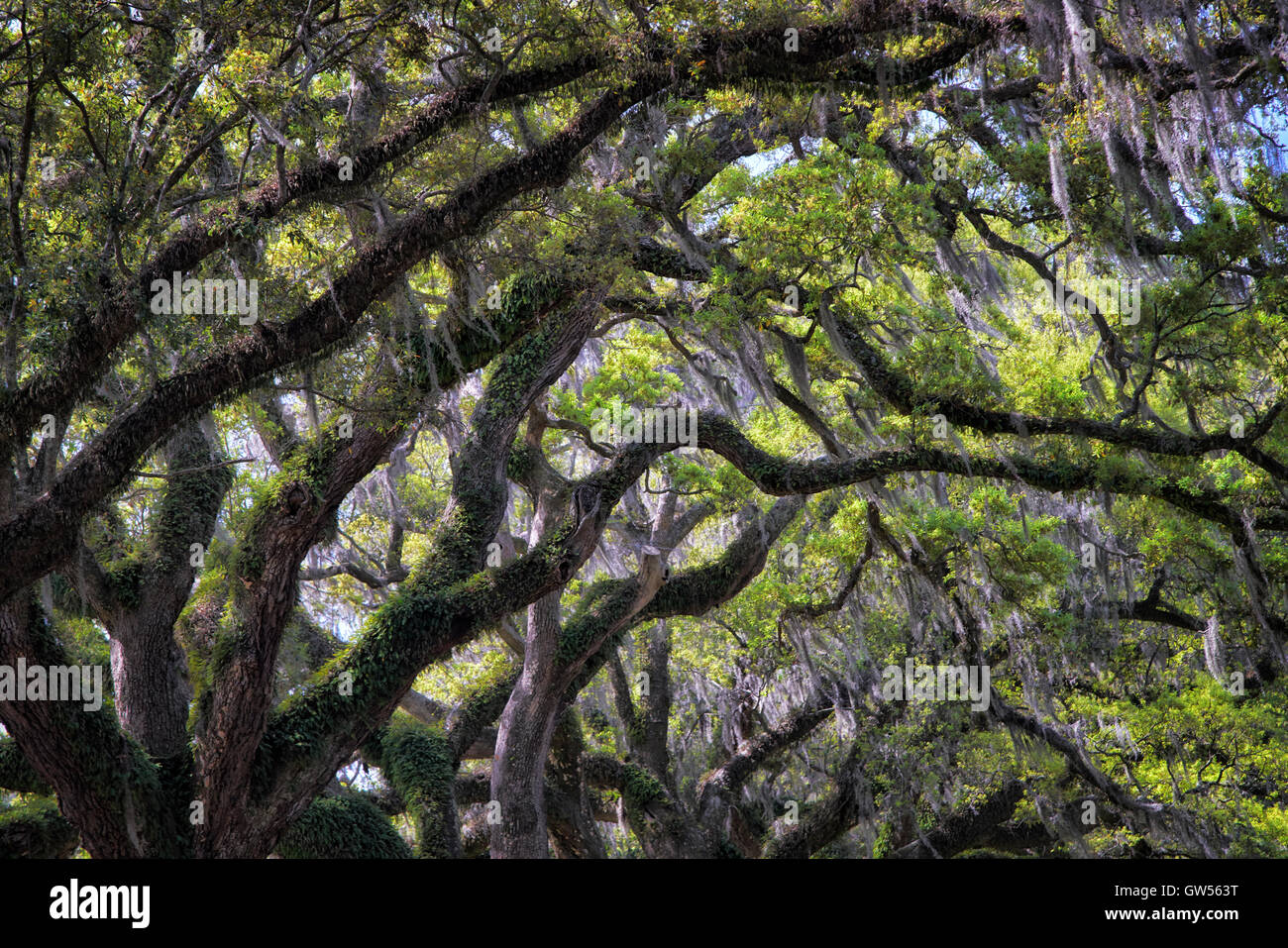 Grand Chêne couvert de mousse ligne branches l'entrée de Boone Hall Plantation à Charleston, Caroline du Sud Banque D'Images
