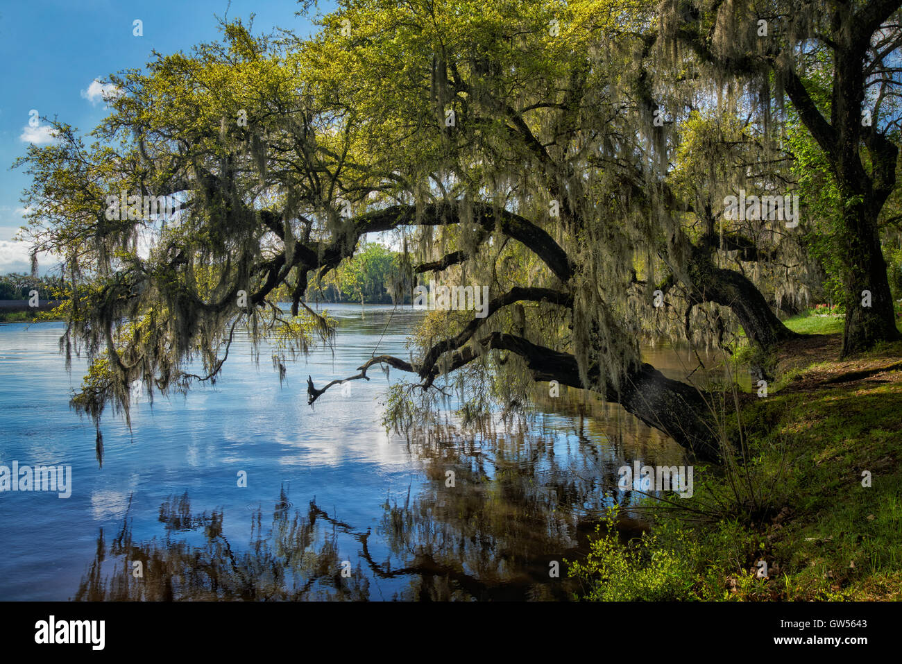 Beaucoup de branches de chêne couvert de mousse étendre au-dessus la rivière Ashley au Magnolia Plantation and Gardens à Charleston, SC. Banque D'Images