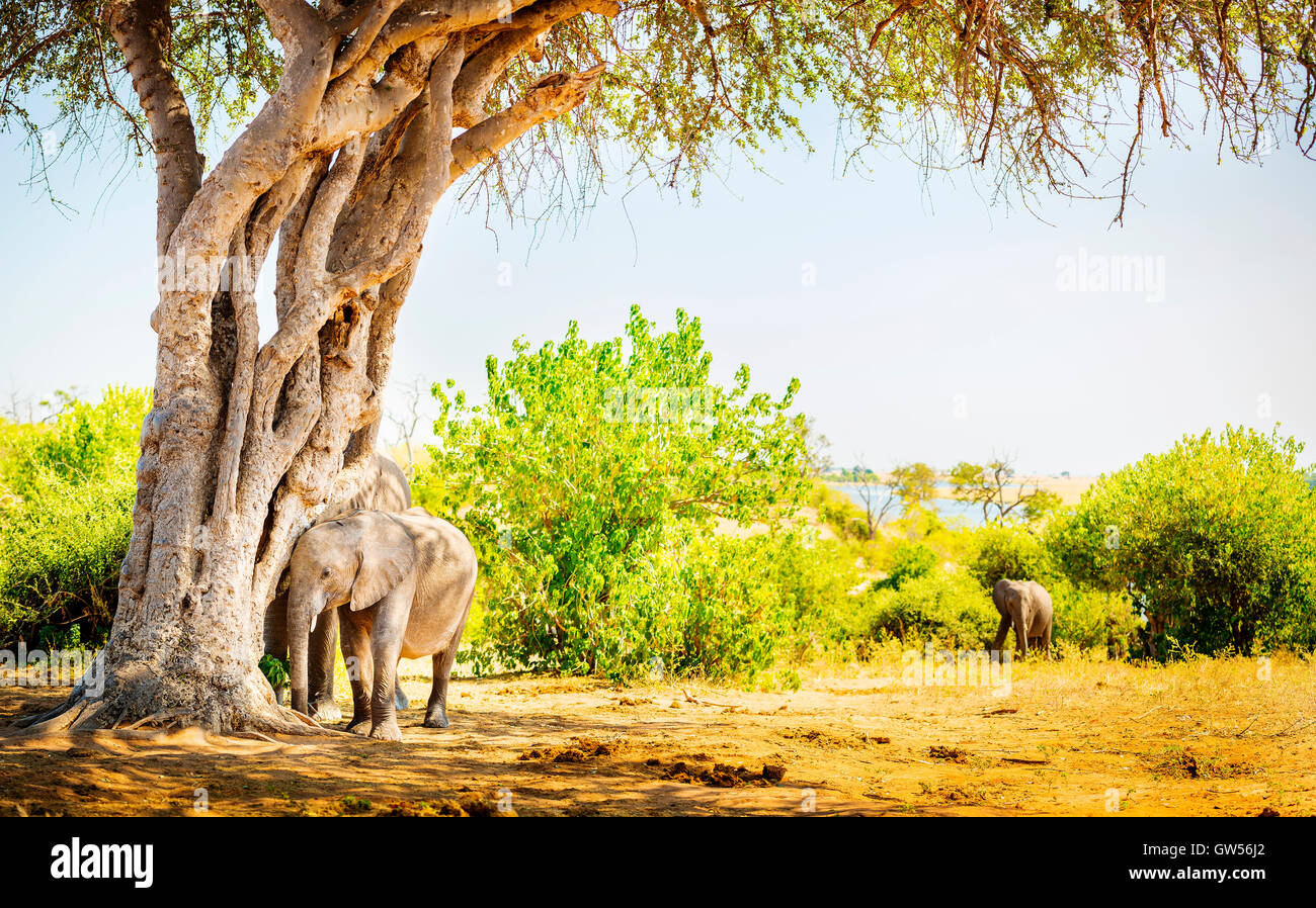 Bébé éléphant caché sous un arbre avec un parent derrière dans la nature Banque D'Images