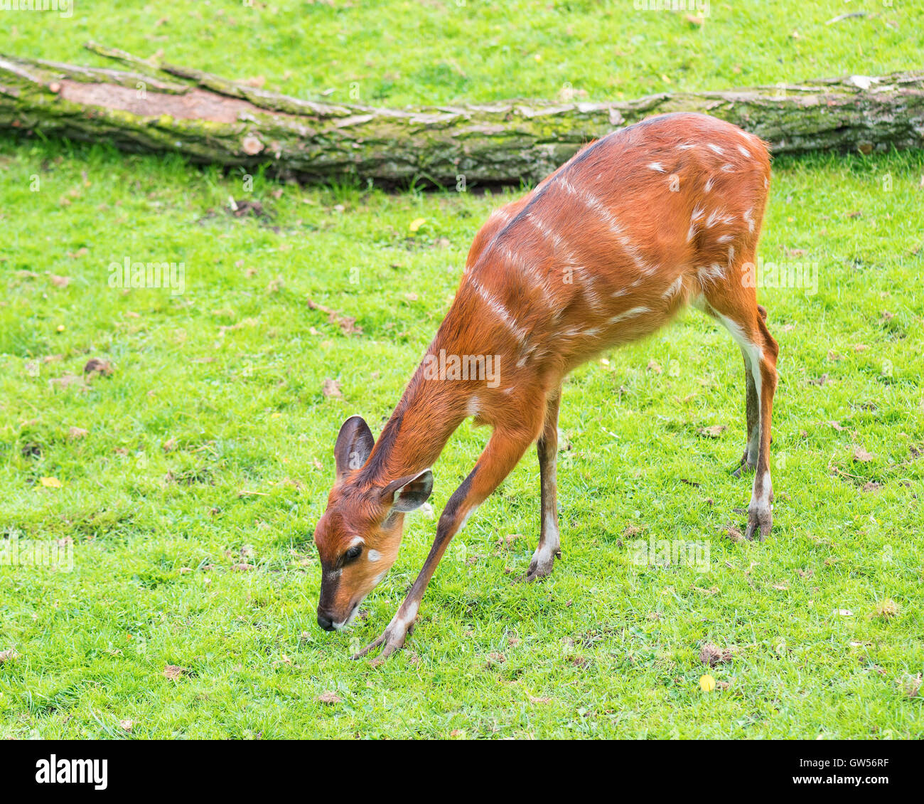 Western Sitatunga mange de l'herbe Banque D'Images