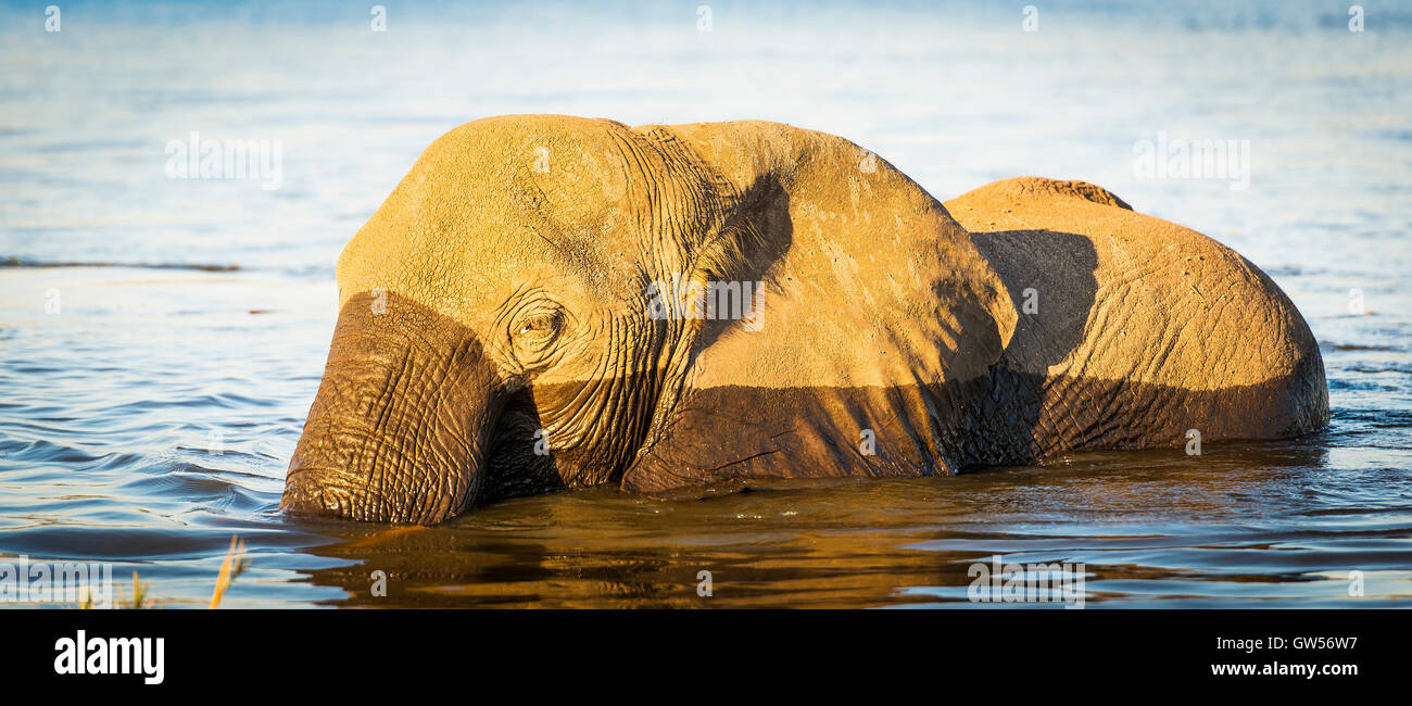 L'éléphant au parc national de Chobe, Botswana, Africa Banque D'Images