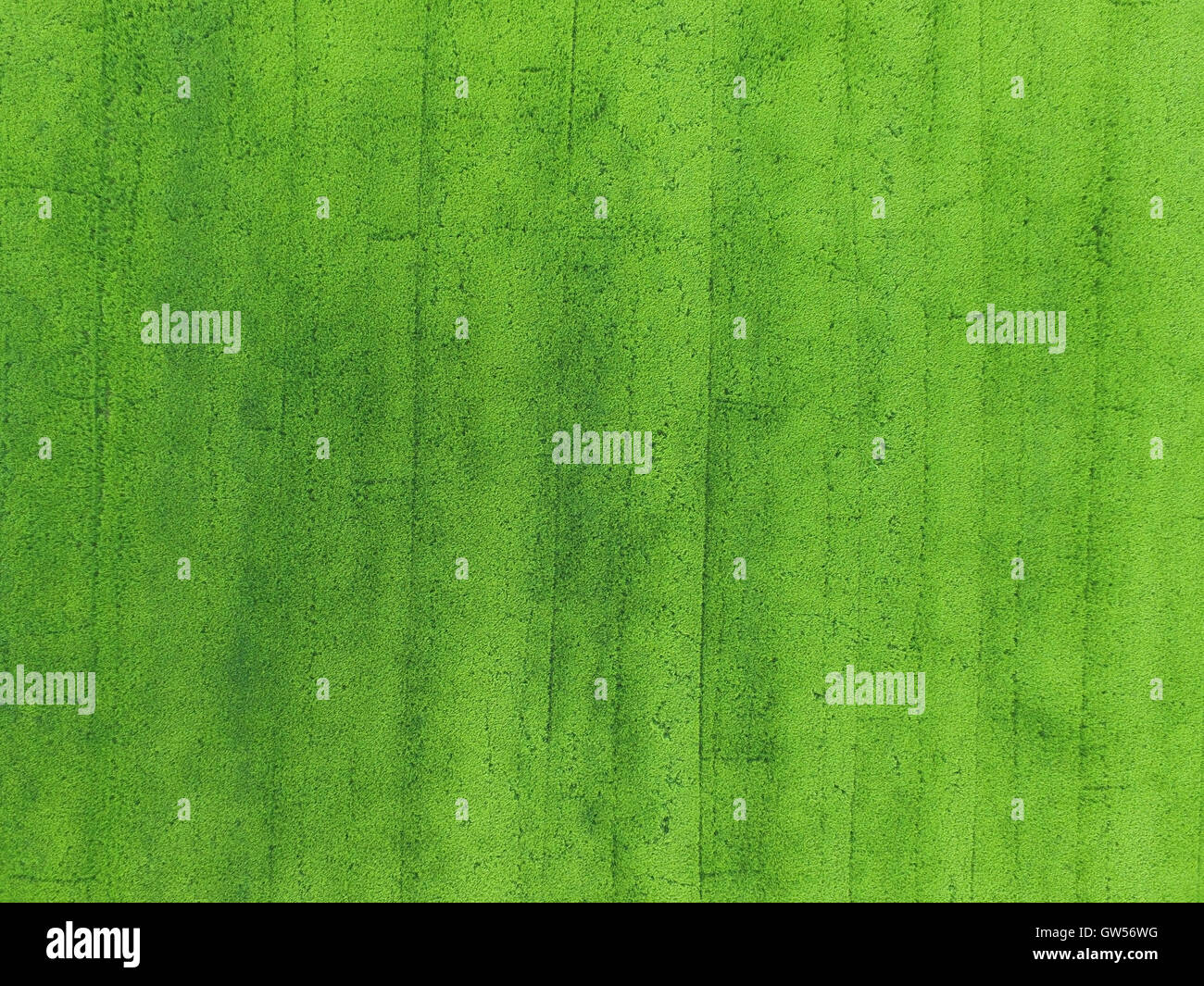 Vue aérienne de l'agriculture champ de riz Banque D'Images