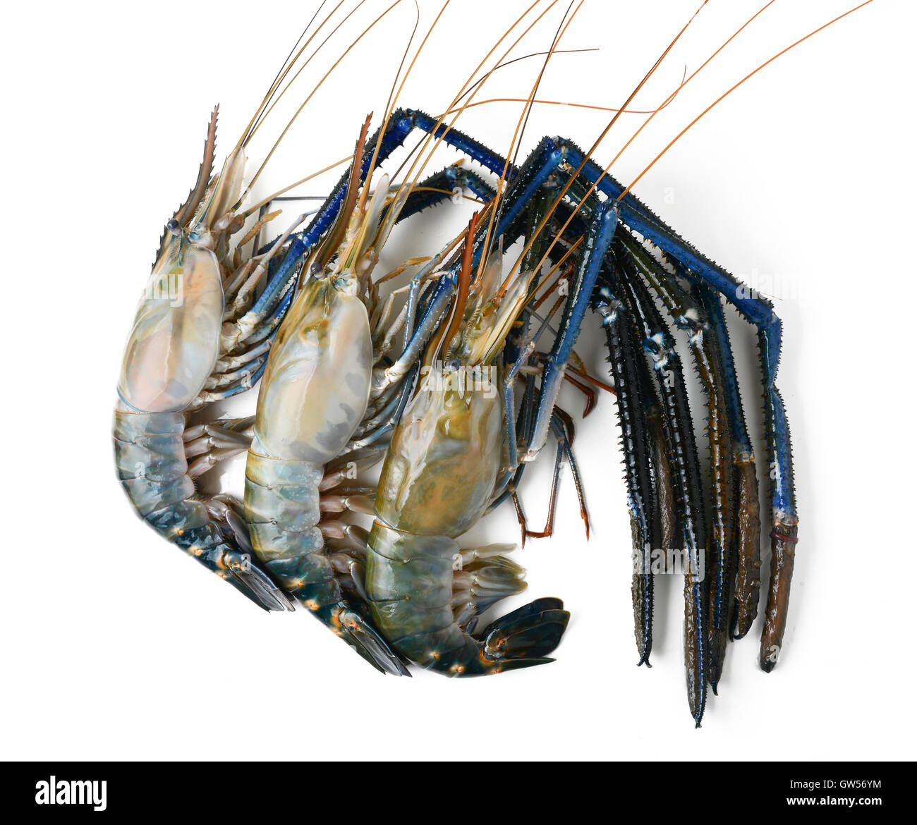 La crevette de rivière géantes isolated on white Banque D'Images