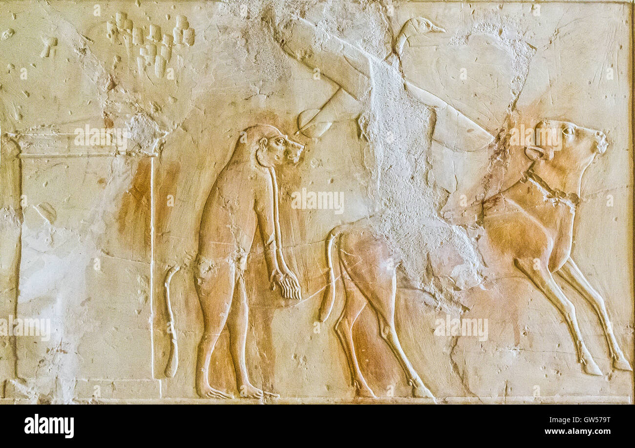 Luxor en Egypte, Assassif (partie de la vallée des Nobles), tombe de Kheruef. Un veau, un canard, un singe et un coffre. Banque D'Images
