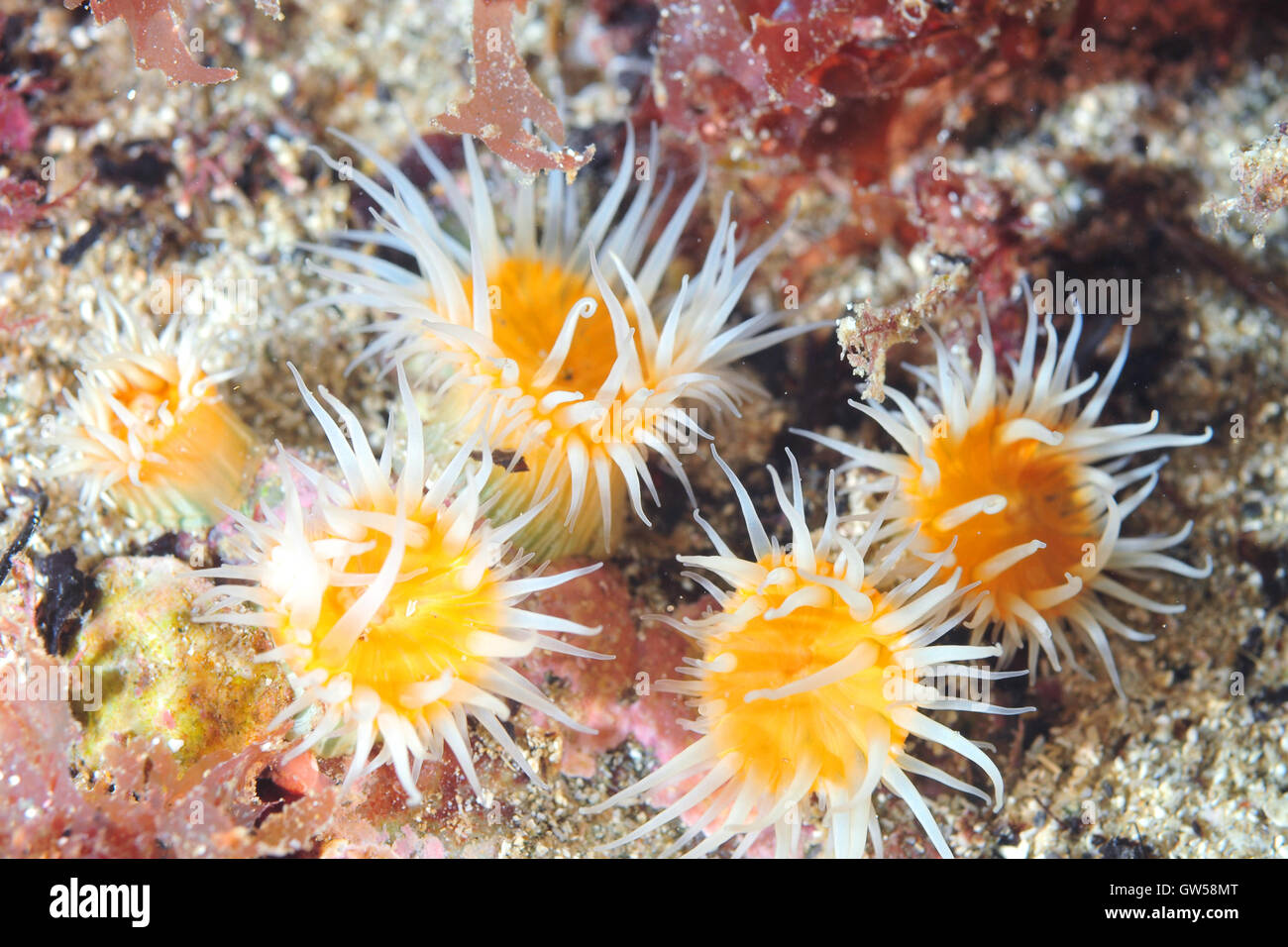 Groupe d'anémones blanc à rayures sur rock côtières Banque D'Images