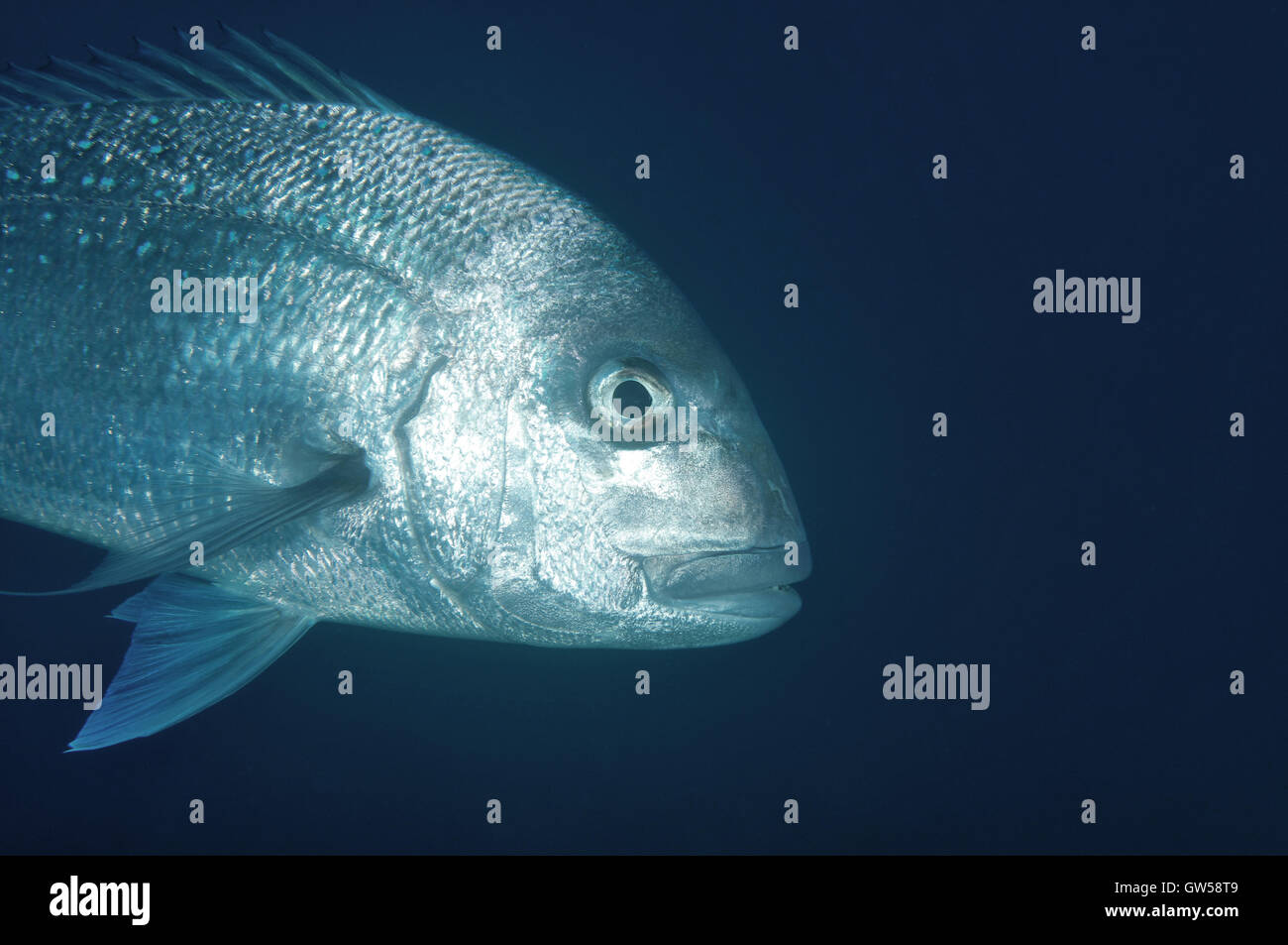 Australasian snapper sur fond sombre Banque D'Images