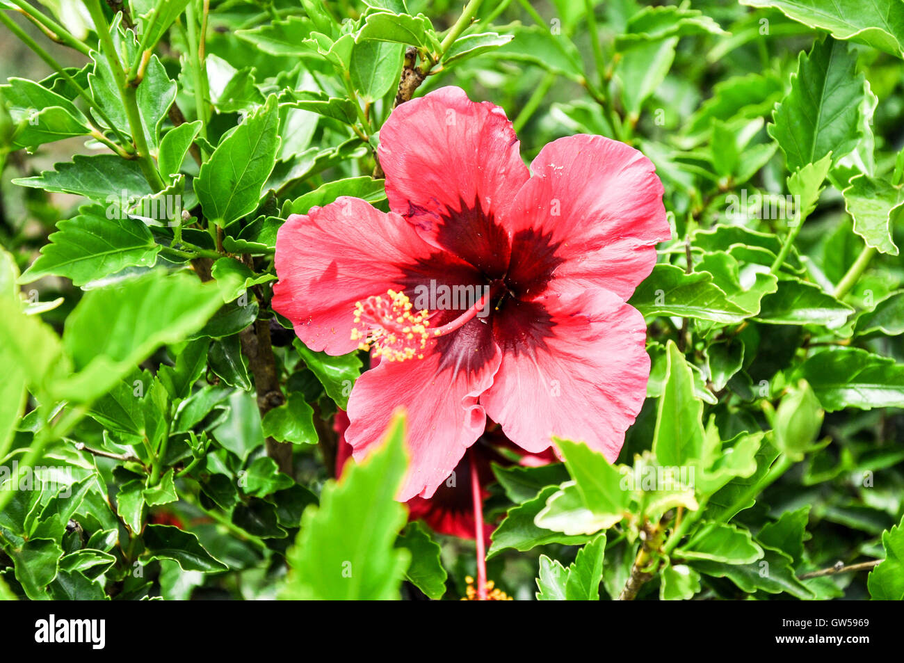 Libre de deux-tons chaud rose fleurs d'oranger avec des étamines saillantes et feuillage vert brillant. Banque D'Images