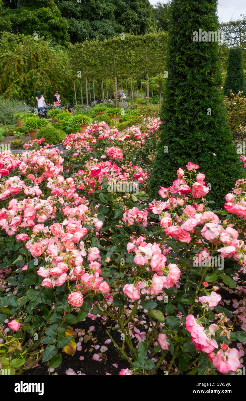 Les visiteurs du Jardin d'ornement à Alnwick Castle jardin avec un lit de roses roses Rosa 'Château de Crathes' Banque D'Images