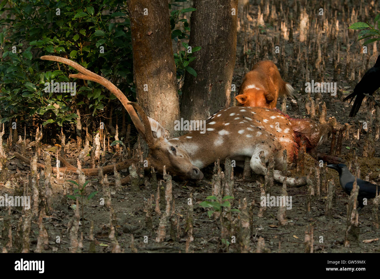 Corps Mort d'un cerf tacheté. Cerfs communs repèrés parfois attaqués par des chiens sauvages. Nijhum Dwip, Hatia, Noakhali, au Bangladesh. Banque D'Images