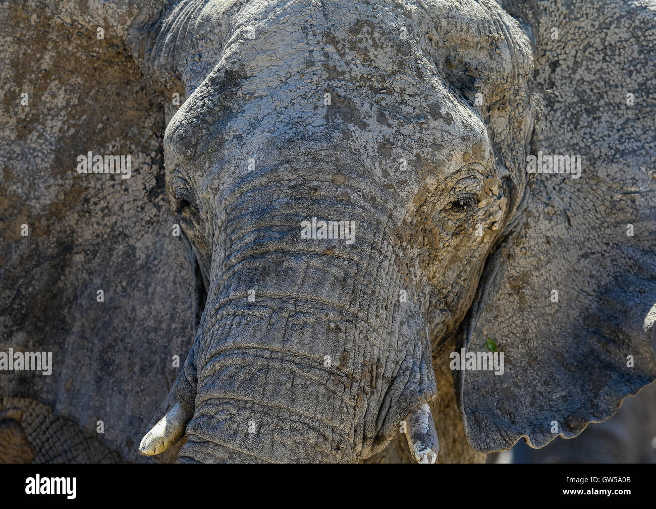 Close up of Elephant lors d'un bain de boue d'Etosha en Namibie Banque D'Images