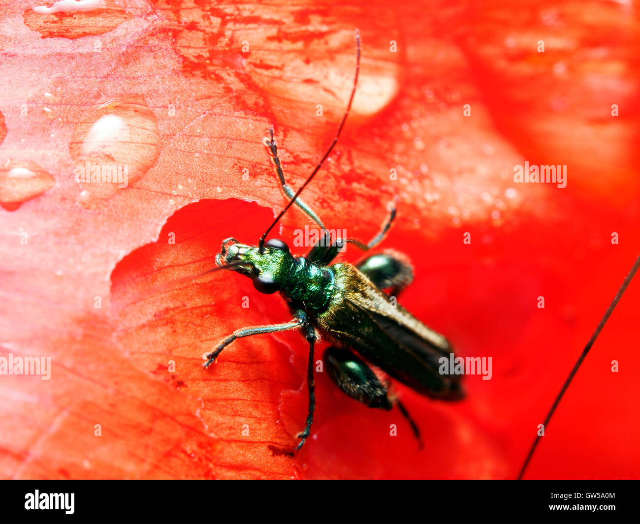 Oedemera nobilis (false oil beetle, gonflé thighed beetle, pattes épaisses beetle fleur) - Ombrie, Italie Banque D'Images
