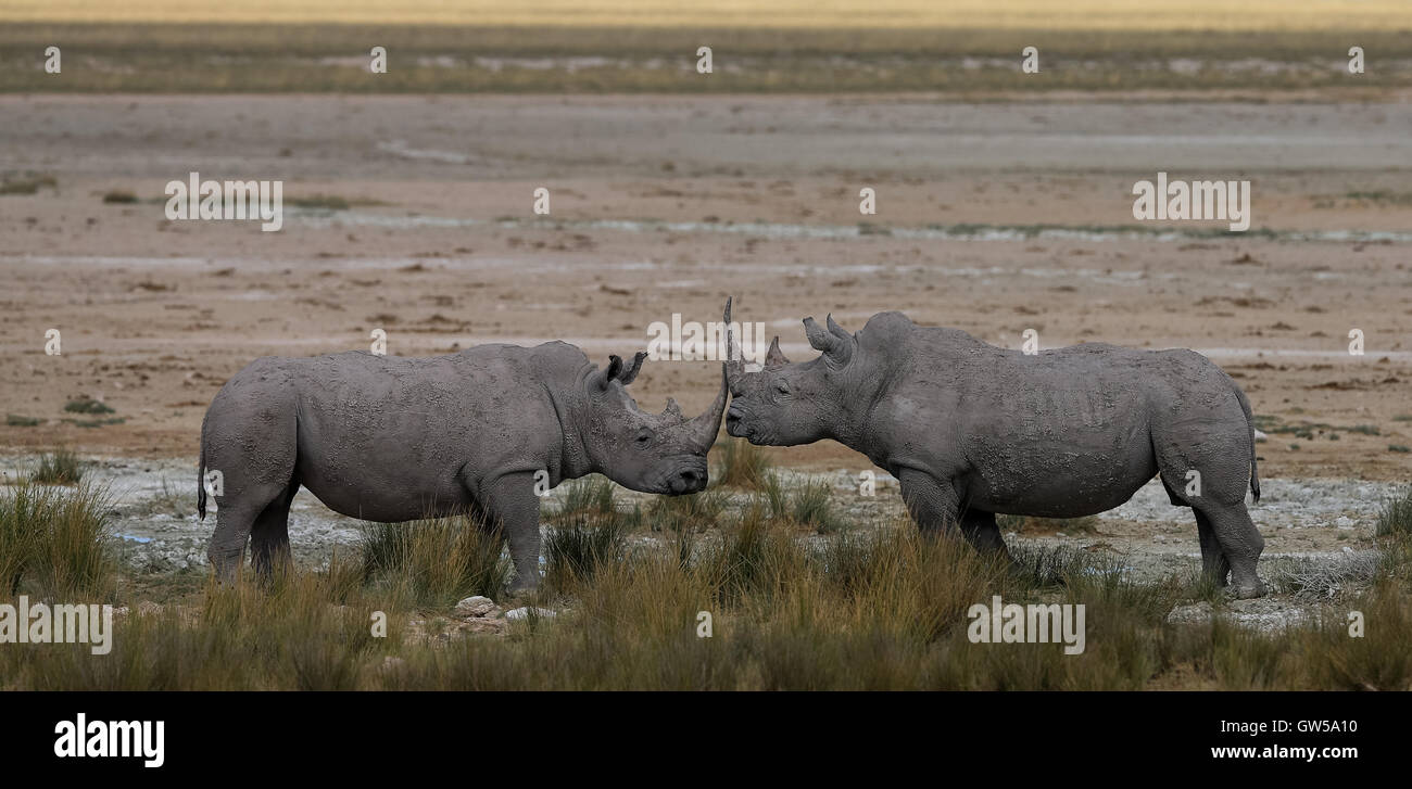 Homme et Femme rhinocéros blanc à l'Etosha en Namibie Banque D'Images