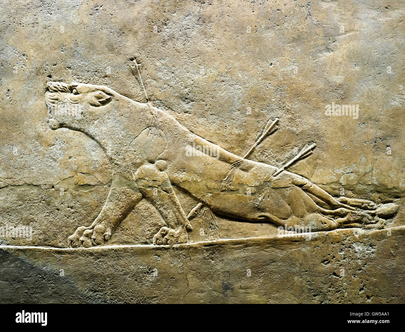 La chasse au lion royal assyrien, environ 645-635 BC de Ninive, Palais du British Museum - Londres, Angleterre Banque D'Images