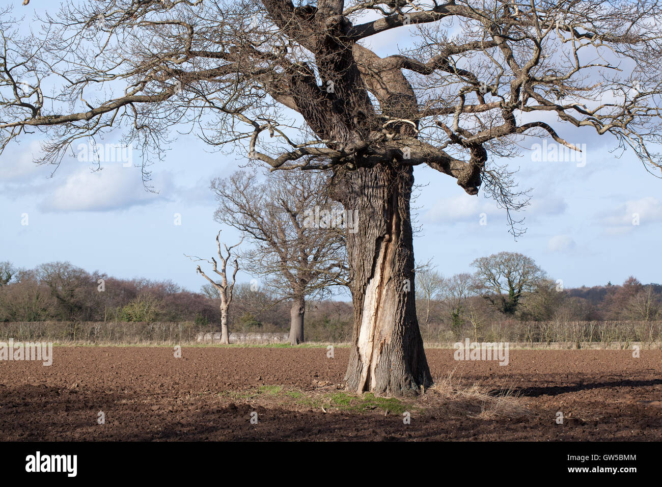 Arbre de chêne français (Quercus robur). Dommages au tronc suggérant une foudre dans la vie antérieure. Banque D'Images