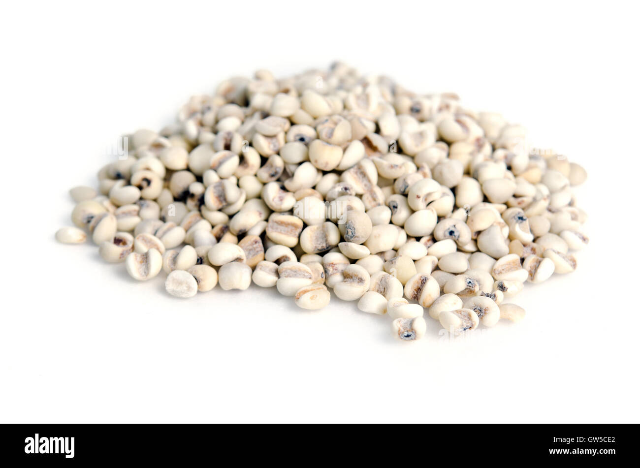 Le riz ou le millet Millet haricots grains (aussi appelé comme le millet dans l'Inde, de l'éleusine, le millet commun et le millet) Banque D'Images
