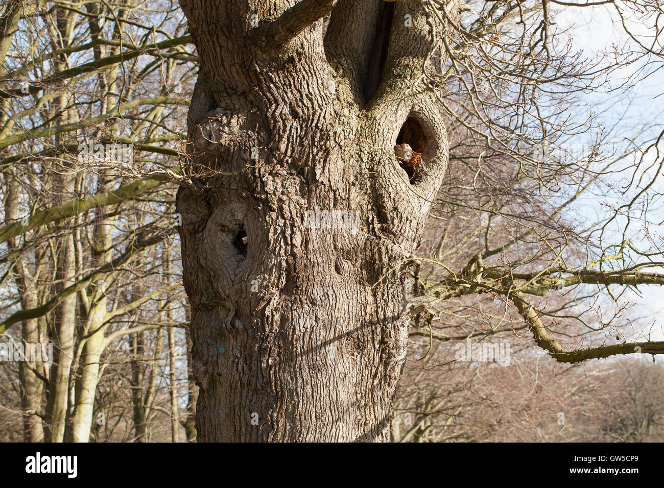 Chêne pédonculé (Quercus robur). Personnes âgées séniles, arbre avec tronc évidé, à rester debout, dans un parc anglais. Le Norfolk. Banque D'Images