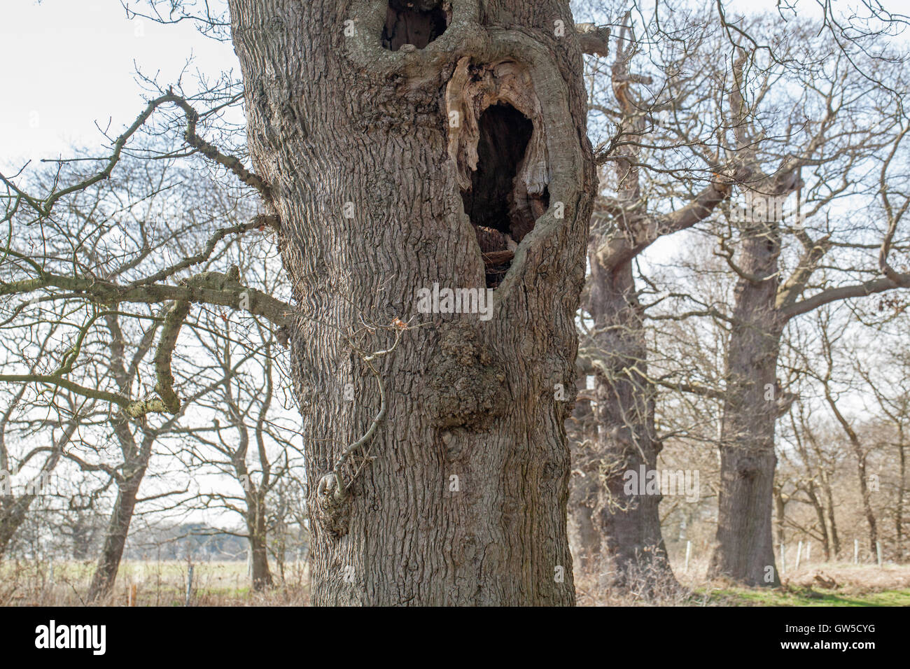 Chêne pédonculé (Quercus robur). Personnes âgées séniles, arbre avec tronc évidé, à rester debout, dans un parc anglais. Le Norfolk. Banque D'Images