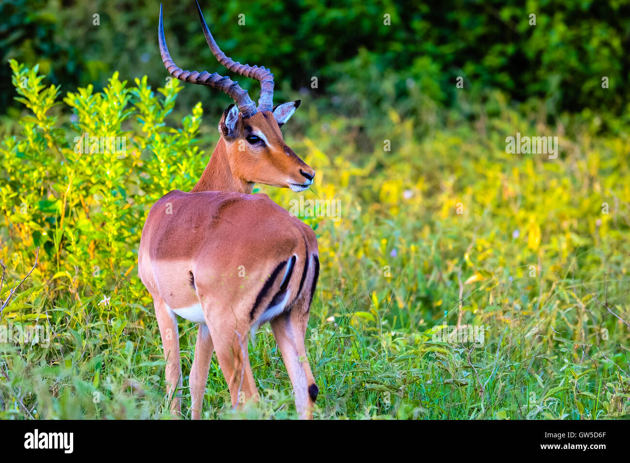 Impala, une espèce d'antilope d'Afrique. Emdoneni Game Reserve, Afrique du Sud. Banque D'Images