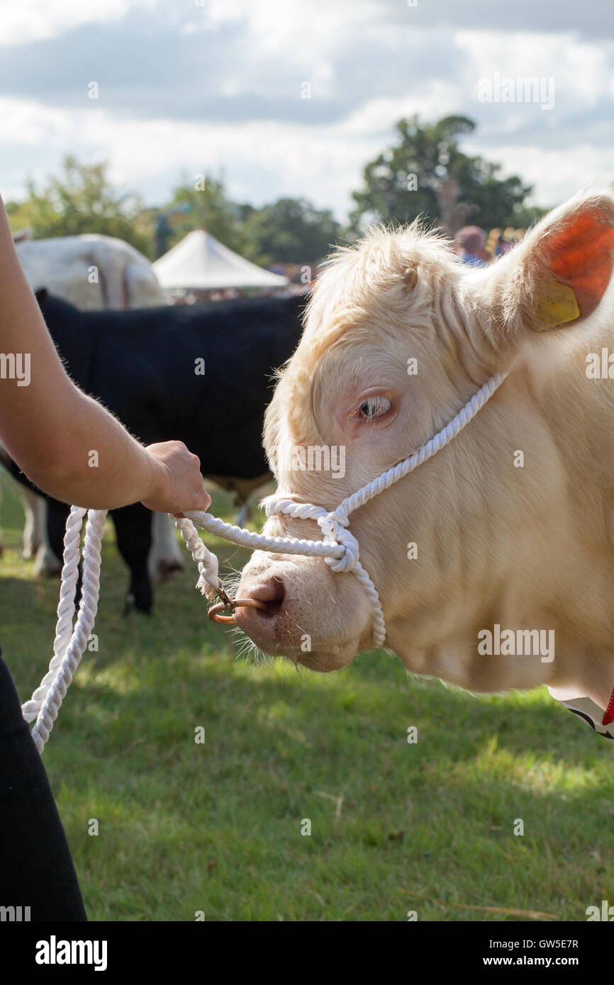 Vache charolaise (Bos sp. ) Palmarès animal. Race bovine Continental. Aylsham Show agricole. Le Norfolk. L'Angleterre. UK. Halter. Banque D'Images