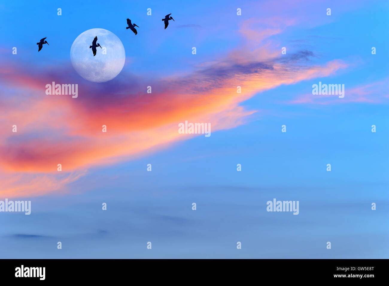 Silhouettes oiseaux lune est quatre grands oiseaux volant par la lumière de la lune. Banque D'Images
