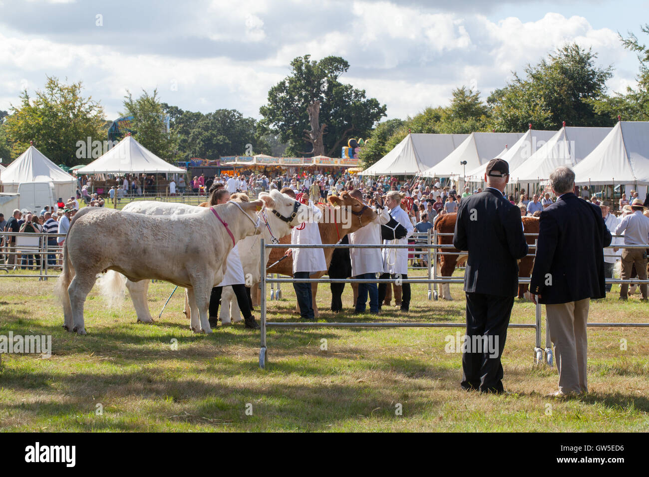 Les races de bovins (Bos sp. ) Les animaux primés. Races de boucherie en cours d'assemblage dans l'anneau pour juger. Aylsham Show agricole Banque D'Images