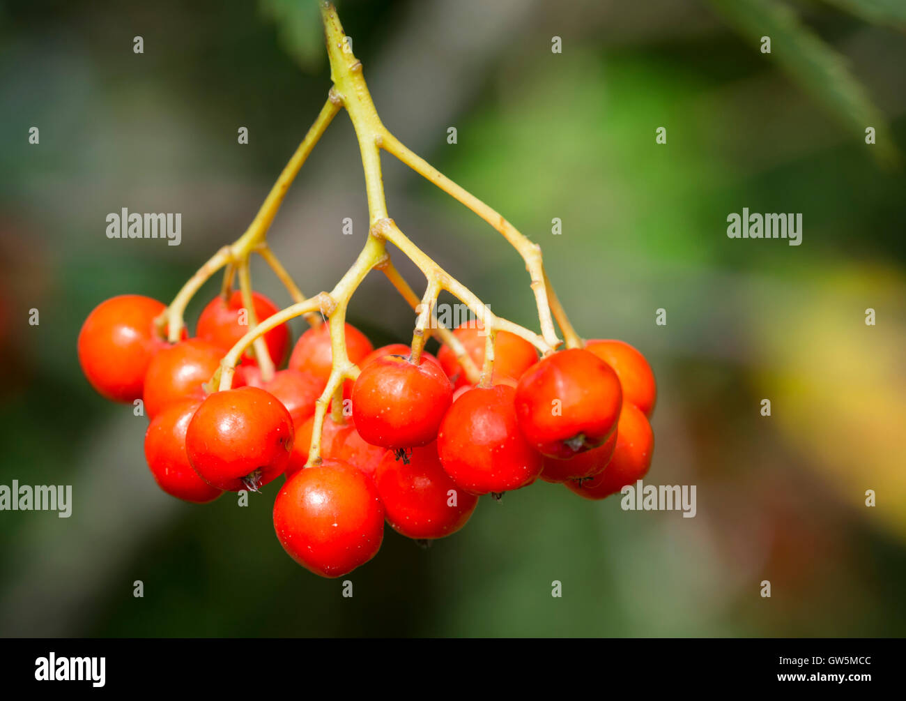 Fruits rouges pende de la branche d'un arbre. Banque D'Images