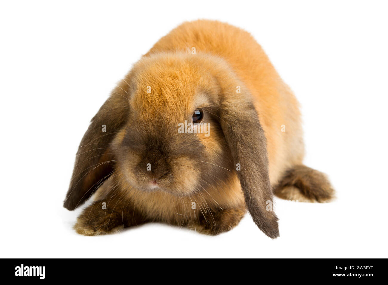 De bébé lapin orange isolé sur fond blanc Banque D'Images