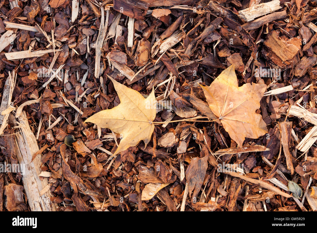 Le paillis d'écorce et de l'automne feuilles d'érable Banque D'Images