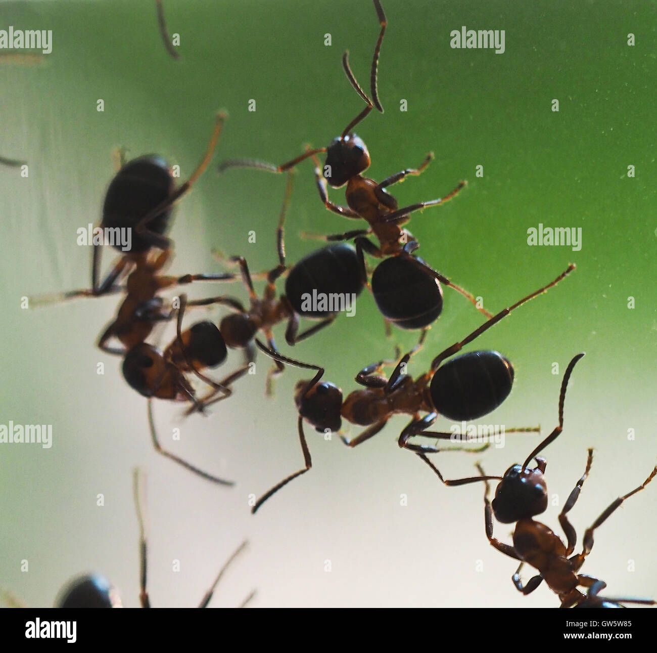 fourmis sur verre Photo Stock - Alamy