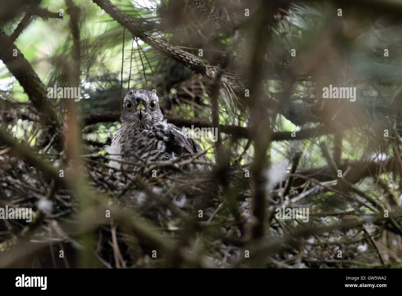 Blanche eurasienne / Sperber ( Accipiter nisus ), jeune jeune, dans son nid, caché en haut d'un pin. Banque D'Images