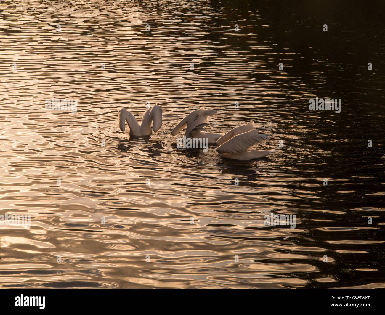 Trois pélicans se nourrissant dans St James's Park, Londres Banque D'Images