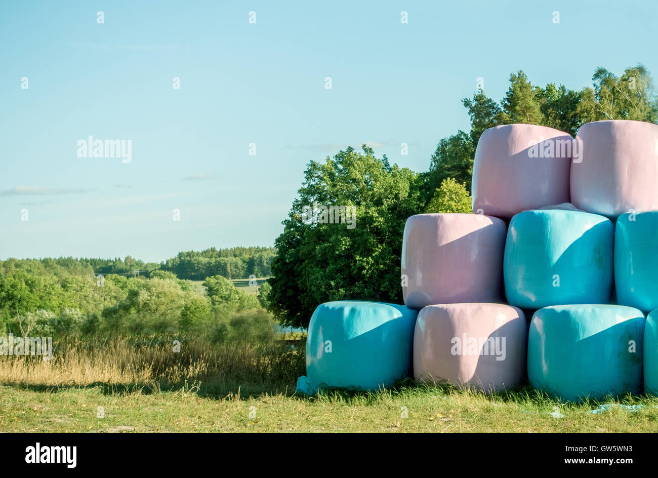 Grandes roses et bleus de l'ensilage de balles rondes Banque D'Images