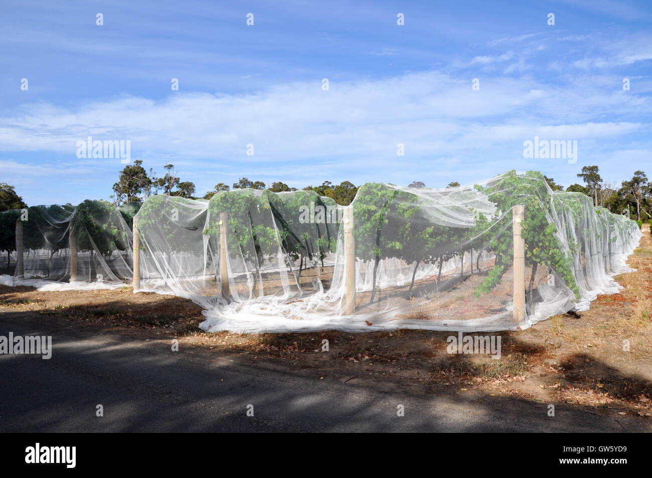 Vignoble de lignes les vignes couvertes en compensation d'oiseaux blancs sous un ciel bleu avec des nuages à l'ouest de l'Australie Banque D'Images Vignoble de lignes les vignes couvertes en compensation d'oiseaux blancs sous un ciel bleu avec des nuages à l'ouest de l'Australie Banque D'Images