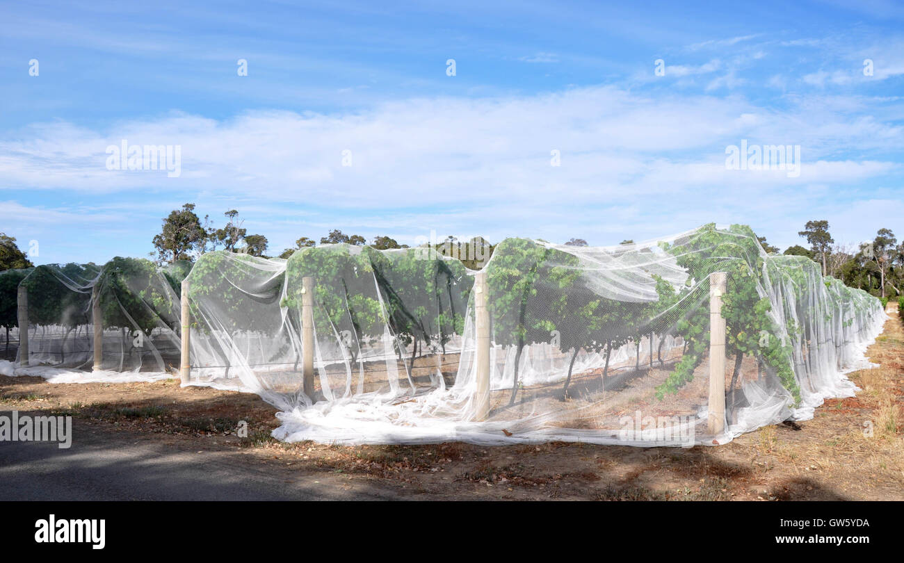 Vignoble de lignes les vignes couvertes en compensation d'oiseaux blancs sous un ciel bleu avec des nuages à l'ouest de l'Australie Banque D'Images Vignoble de lignes les vignes couvertes en compensation d'oiseaux blancs sous un ciel bleu avec des nuages à l'ouest de l'Australie Banque D'Images