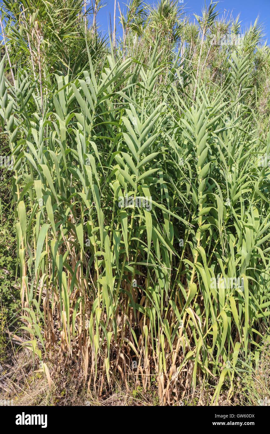 Arundo donax Banque de photographies et d’images à haute résolution - Alamy