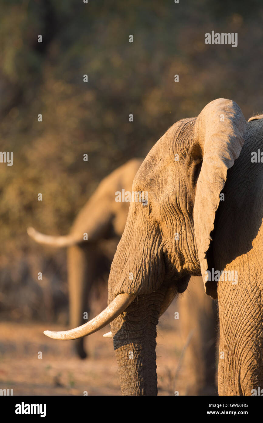 Deux taureaux d'éléphants d'Afrique (Loxodonta africana) se déplacent ensemble d'arbre en arbre, en double exemplaire, portrait Banque D'Images